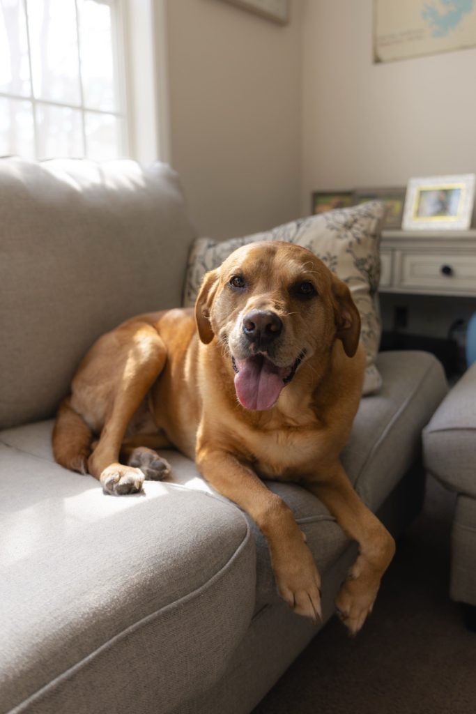 a dog looking into the camera while sitting on the couch in an at home photography session